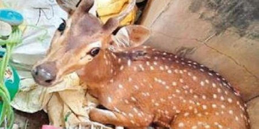 ಮಹಾರಾಷ್ಟ್ರ: ಸೊಲ್ಲಾಪುರದಲ್ಲಿ ಸೇತುವೆಯಿಂದ ಹಾರಿ 12 ಜಿಂಕೆಗಳು ಸಾವು, ಎರಡು ಗಾಯ