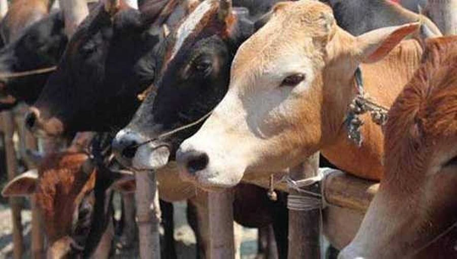 ಬುಲಂದ್ಶಹರ್ ಎನ್ಕೌಂಟರ್: ದನ ಕಳ್ಳತನ ಆರೋಪಿಗೆ ಗಾಯ, 5 ಬಂಧನ