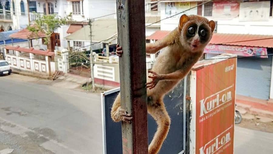 ಮಡಿಕೇರಿ: ನಾಪೋಕ್ಲು ಪಟ್ಟಣದಲ್ಲಿ ಅಪರೂಪದ ಕಾಡು ಪಾಪ ಪತ್ತೆ