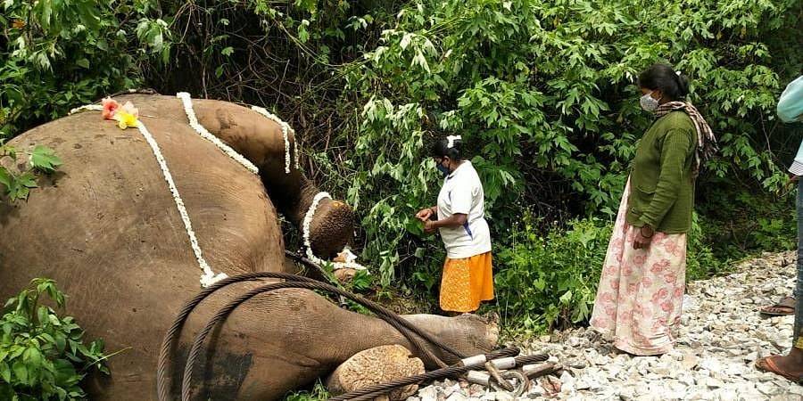 ಹಾಸನ: ರೈಲಿಗೆ ಸಿಲುಕಿ 30 ವರ್ಷದ ಕಾಡಾನೆ ಸಾವು