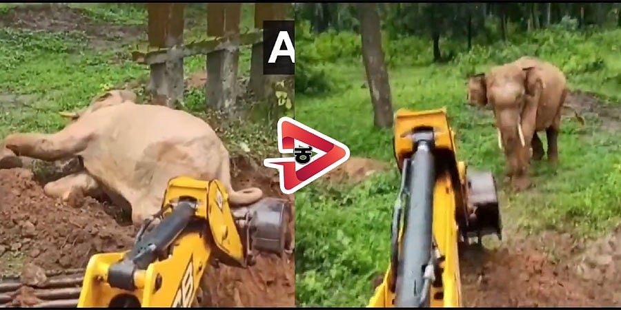 ಕಂದಕಕ್ಕೆ ಬಿದ್ದು ಅಪಾಯಕ್ಕೆ ಸಿಲುಕಿದ್ದ ಆನೆ; ಜೆಸಿಬಿ ಮೂಲಕ ಕಾರ್ಯಾಚರಣೆ ನಡೆಸಿ ರಕ್ಷಿಸಿದ ಅರಣ್ಯ ಸಿಬ್ಬಂದಿ