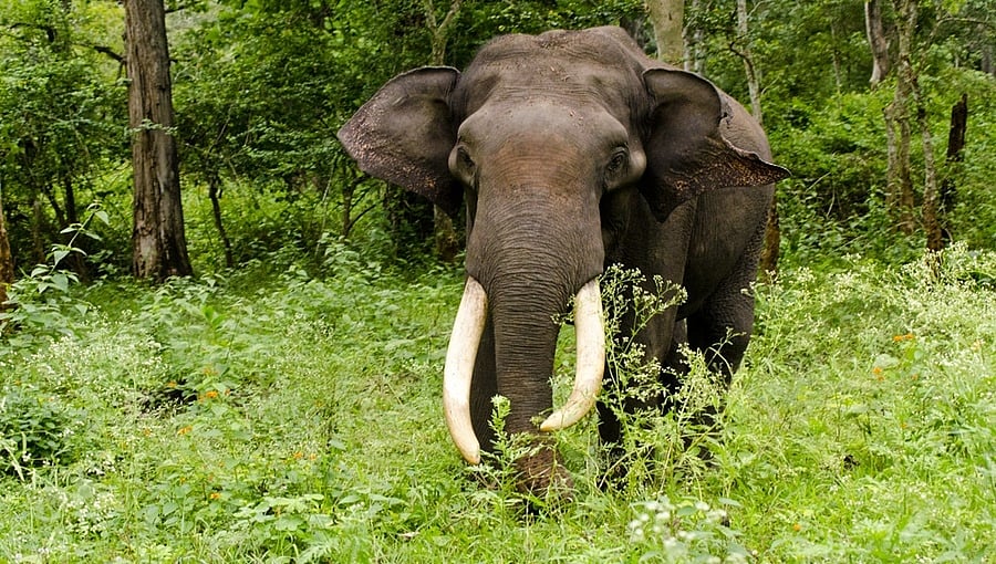 ಕೊಡಗು: ಕಾಡಾನೆ ದಾಳಿಗೆ 60 ವರ್ಷದ ವ್ಯಕ್ತಿ ಬಲಿ