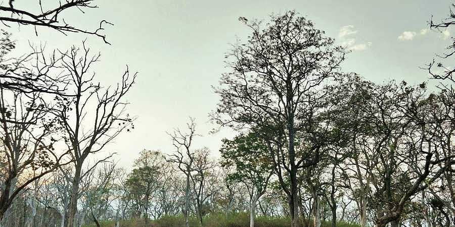 ಮುದುಮಲೈ ಅರಣ್ಯದ ಮೂಲಕ ನಿಸರ್ಗದ ಮಡಿಲಲ್ಲಿ ಪ್ರಯಾಣ!