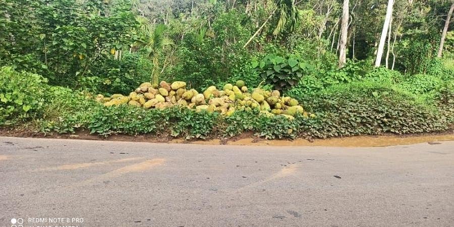 ಕಾಡಾನೆ ಹೊಟ್ಟೆ ತುಂಬಿಸಲು ರಸ್ತೆ ಬದಿ ಹಲಸಿನ ಹಣ್ಣು ಸುರಿದ ಎಸ್ಟೇಟ್ ಮಾಲೀಕ: ಗ್ರಾಮಸ್ಥರಿಗೆ ಪ್ರಾಣ ಭಯ, ಹಲವರ ವಿರೋಧ!