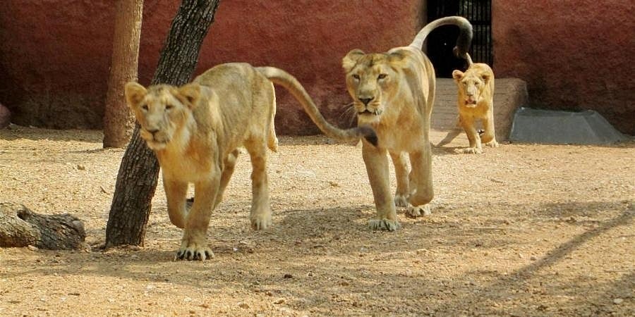 ವಂಡಲೂರು ಮೃಗಾಲಯದಲ್ಲಿನ ಕೋವಿಡ್-19 ಪಾಸಿಟಿವ್ ಸಿಂಹಗಳಲ್ಲಿ ಈಗ 'ಡಿಸ್ಟೆಂಪರ್ ವೈರಸ್' ದೃಢ!