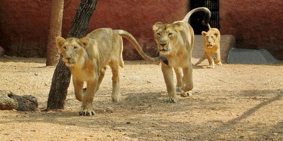 ವಂಡಲೂರು ಮೃಗಾಲಯದಲ್ಲಿನ ಕೋವಿಡ್-19 ಪಾಸಿಟಿವ್ ಸಿಂಹಗಳಲ್ಲಿ ಈಗ 'ಡಿಸ್ಟೆಂಪರ್ ವೈರಸ್' ದೃಢ!