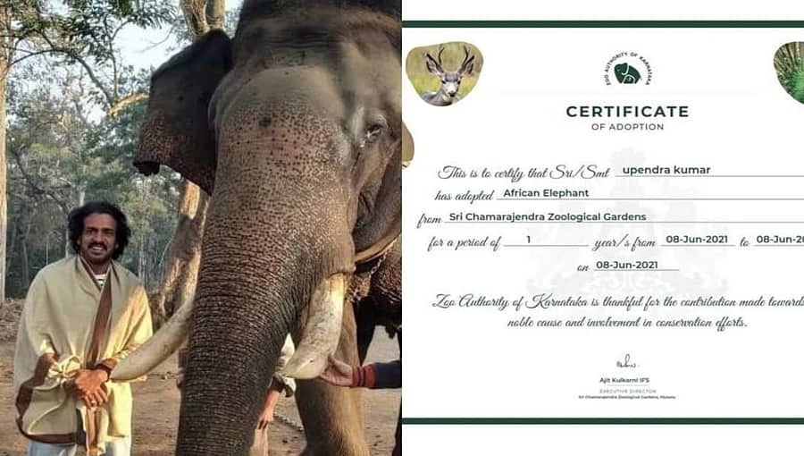 'ದಚ್ಚು' ಮನವಿಗೆ ಸ್ಪಂದಿಸಿದ ರಿಯಲ್ ಸ್ಟಾರ್; ಆಫ್ರಿಕನ್ ಆನೆ ದತ್ತು ಪಡೆದ ಉಪೇಂದ್ರ