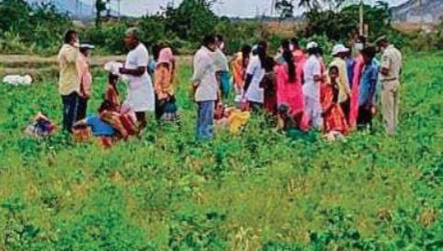 ಸಂಡೂರು: ಗದ್ದೆಗಳಿಗೇ ಹೋಗಿ ರೈತರಿಗೆ ಲಸಿಕೆ ಹಾಕಿದ ಆರೋಗ್ಯ ಇಲಾಖೆ ಸಿಬ್ಬಂದಿ!
