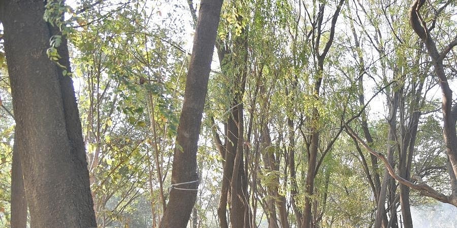 ಬೆಂಗಳೂರು: ಕೊಡಲಿ ಬೀಳಲಿರುವ 6300 ಮರಗಳ ರಕ್ಷಣೆಗೆ ಕೈ ಜೋಡಿಸಿದ ಸ್ಥಳೀಯರು, ಪರಿಸರ ಪ್ರೇಮಿಗಳು