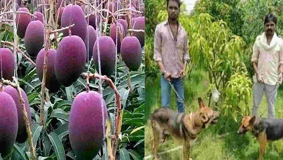 ದುಬಾರಿ ಮಾವಿನ ಹಣ್ಣಿನ ತೋಟದ ಕಾವಲಿಗೆ 9 ನಾಯಿ, ಮೂವರು ಭದ್ರತಾ ಸಿಬ್ಬಂದಿ!