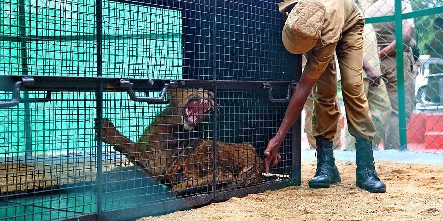ಕೋವಿಡ್-19: ಚೆನ್ನೈನ ವಂಡಲೂರು ಮೃಗಾಲಯದಲ್ಲಿ ಸಿಂಹಿಣಿ ಸಾವು, ಇತರ ಎಂಟು ಸಿಂಹಗಳಿಗೆ ಪಾಸಿಟಿವ್!