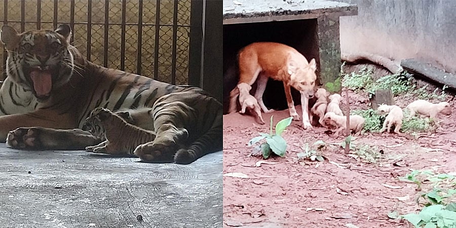 ಪಿಳಿಕುಳ ಮೃಗಾಲಯದಲ್ಲಿ ಸಂತಸ; 3 ಮರಿಗಳಿಗೆ ಜನ್ಮ ನೀಡಿದ ಬಿಳಿ ಹುಲಿ 'ರಾಣಿ', 7 ಮರಿಗಳಿಗೆ ಜನ್ಮ ನೀಡಿದ 'ದೋಳ್'