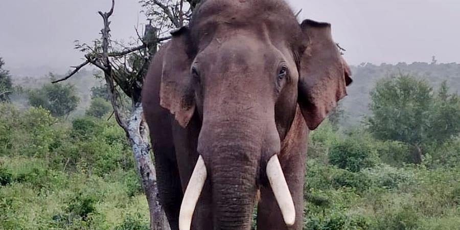 ಕೊಡಗು: ನಾಯಿಯೊಂದಿಗೆ ವಾಕಿಂಗ್ ಗೆ ಹೋಗಿದ್ದ ವ್ಯಕ್ತಿ ಕಾಡಾನೆ ದಾಳಿಗೆ ಬಲಿ