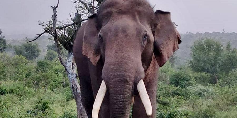 ಕೊಡಗು: ನಾಯಿಯೊಂದಿಗೆ ವಾಕಿಂಗ್ ಗೆ ಹೋಗಿದ್ದ ವ್ಯಕ್ತಿ ಕಾಡಾನೆ ದಾಳಿಗೆ ಬಲಿ