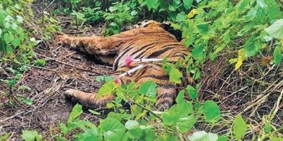 ಬಂಡೀಪುರ: ಕಾದಾಟದಲ್ಲಿ ಗಾಯಗೊಂಡಿದ್ದ ಗಂಡು ಹುಲಿ ಸಾವು