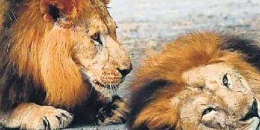 ಗೋಹತ್ಯೆ ನಿಷೇಧ ಮಸೂದೆ ಎಫೆಕ್ಟ್: ಬನ್ನೇರುಘಟ್ಟ ಮೃಗಾಲಯದ ಪ್ರಾಣಿಗಳಿಗೆ ಮಾಂಸಾಹಾರ ಪೂರೈಸಲು ಹೆಣಗಾಟ!