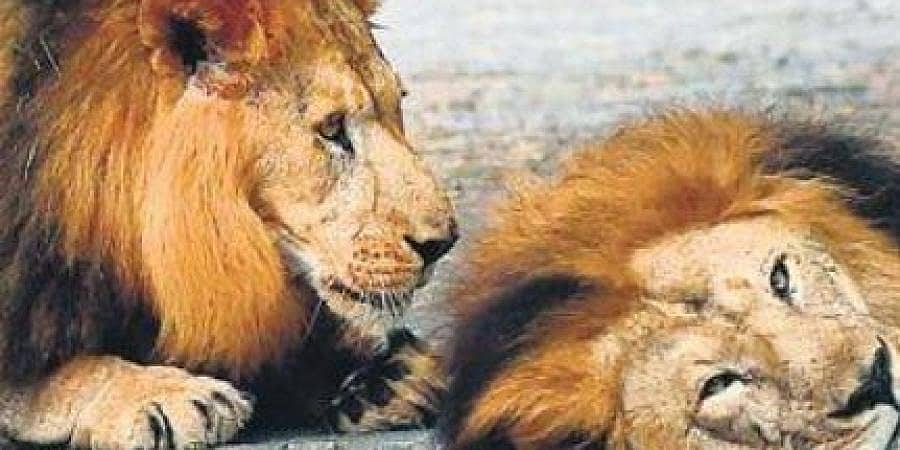 ಗೋಹತ್ಯೆ ನಿಷೇಧ ಮಸೂದೆ ಎಫೆಕ್ಟ್: ಬನ್ನೇರುಘಟ್ಟ ಮೃಗಾಲಯದ ಪ್ರಾಣಿಗಳಿಗೆ ಮಾಂಸಾಹಾರ ಪೂರೈಸಲು ಹೆಣಗಾಟ!