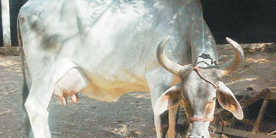 ರಾಜ್ಯದ ಪ್ರತಿ ಜಿಲ್ಲೆಯಲ್ಲೂ ಗೋಶಾಲೆ: ಮೊದಲ ಹಂತದಲ್ಲಿ 15 ಕೋಟಿ ರೂ. ಬಿಡುಗಡೆಗೆ ಸಂಪುಟ ನಿರ್ಧಾರ