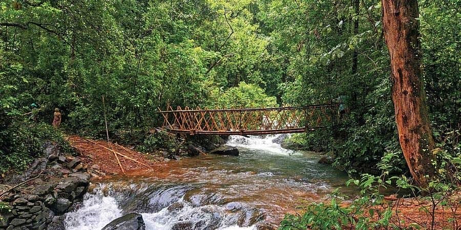ಕಾಂಕ್ರೀಟ್ ಸೇತುವೆಗೆ ಸಡ್ಡು; ಹಸಿರು ಅರೇಕಾ ಸೇತುವೆಗಳ ನಿರ್ಮಾಣ; ಪರಿಸರ ಪ್ರೇಮಿಯ ಮಹತ್ವದ ಸೇವೆ
