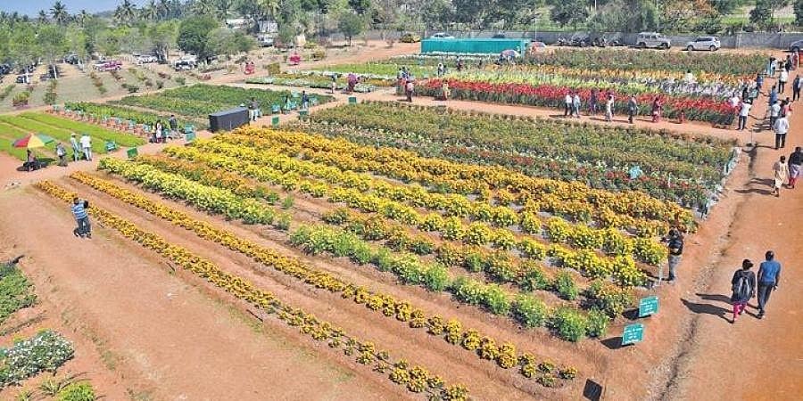 ರಾಮನಗರದಲ್ಲಿ ತೋಟಗಾರಿಕಾ ಸಂಸ್ಕರಣಾ ಕ್ಲಸ್ಟರ್ ಸ್ಥಾಪನೆಗೆ ಸರ್ಕಾರ ನಿರ್ಧಾರ