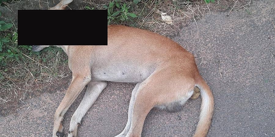 ಮಂಗಳೂರು: ಗುಂಡಿಟ್ಟು ಬೀದಿ ನಾಯಿ ಹತ್ಯೆ; ದುಷ್ಕರ್ಮಿಗಾಗಿ ಶೋಧ