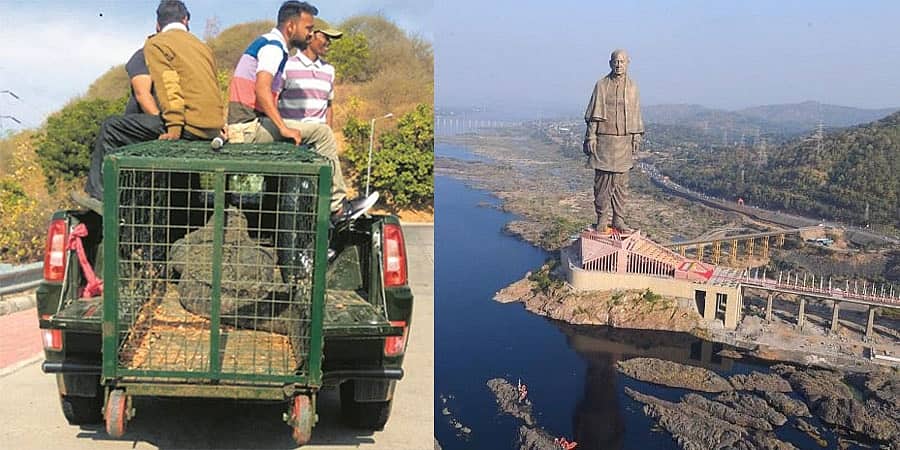 ಗುಜರಾತ್: ಸರ್ದಾರ್ ಸರೋವರದಲ್ಲಿ ದೋಣಿ ವಿಹಾರ; ಪ್ರವಾಸಿಗರ ಸುರಕ್ಷತೆಗಾಗಿ 194 ಮೊಸಳೆಗಳ ಸ್ಥಳಾಂತರ