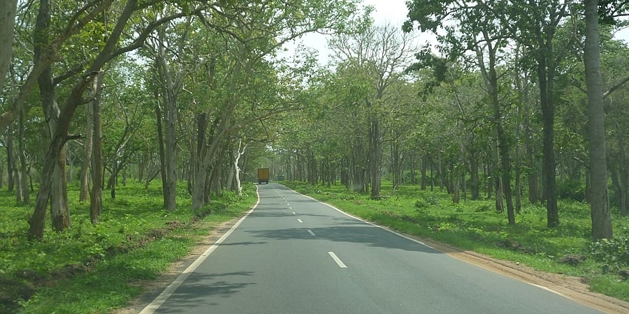 ಬಂಡೀಪುರ ಅಭಯಾರಣ್ಯ ಮೂಲಕ ರೋಚಕ ಪ್ರಯಾಣದ ಅನುಭವ!