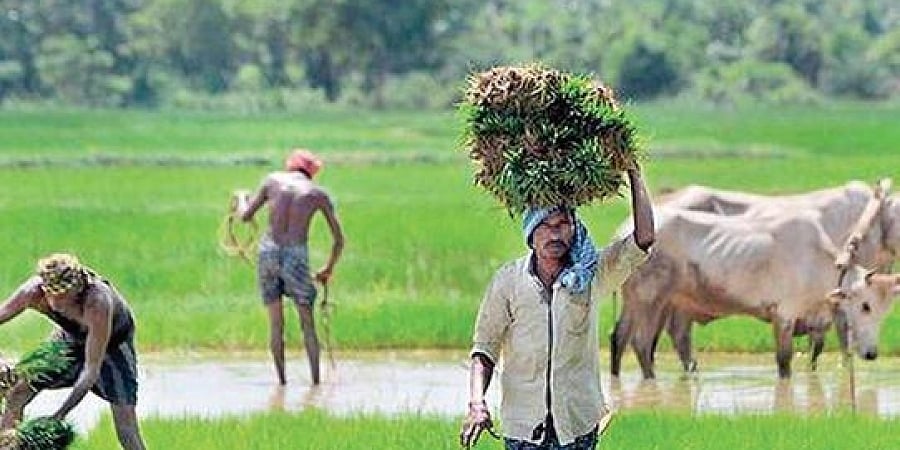 ರೈತರು ಅನಧಿಕೃತ ಲೇವಾದೇವಿದಾರರಿಂದ ಸಾಲ ಪಡೆದು ಆತ್ಮಹತ್ಯೆಗೆ ಶರಣಾದರೆ ಪರಿಹಾರವಿಲ್ಲ: ರಾಜ್ಯ ಸರ್ಕಾರ