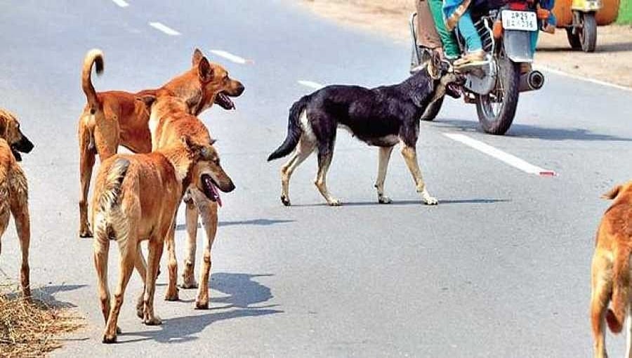 ಧಾರವಾಡ: ಬೀದಿ ನಾಯಿಗಳ ದಾಳಿಗೆ 8 ವರ್ಷದ ಬಾಲಕ ಬಲಿ