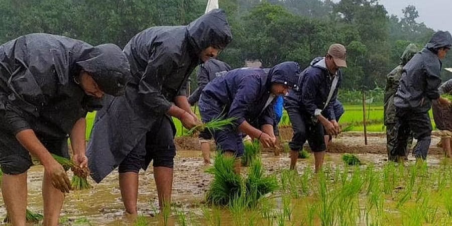 ಕಾರ್ಮಿಕರು ಸಿಗದೆ ಸಂಕಷ್ಟಕ್ಕೆ ಸಿಲುಕಿದ್ದ ರೈತರು: ನೆರವಿಗೆ ಧಾವಿಸಿ ಭತ್ತದ ನಾಟಿ ಮಾಡಿದ ಅರಣ್ಯ ಸಿಬ್ಬಂದಿ!