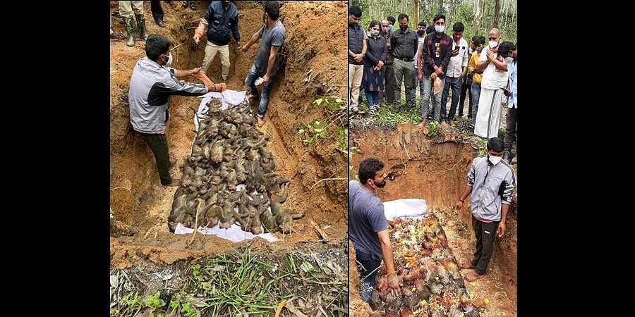 ಮಂಗಗಳ ಹತ್ಯೆ: ಅರಣ್ಯ ಇಲಾಖೆ-ಪೊಲೀಸ್ ಜಂಟಿ ಕಾರ್ಯಾಚರಣೆಯಲ್ಲಿ ದಂಪತಿ ಸೇರಿ ಐವರ ಬಂಧನ