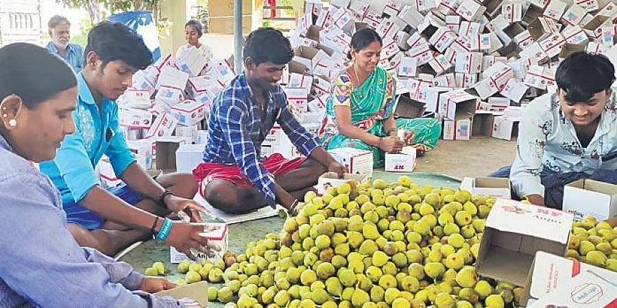 ಅಫ್ಘಾನ್ ಬೆಳವಣಿಗೆ: ಬಳ್ಳಾರಿಯಲ್ಲಿನ ಅಂಜೂರ ರೈತರು ಕಂಗಾಲು!