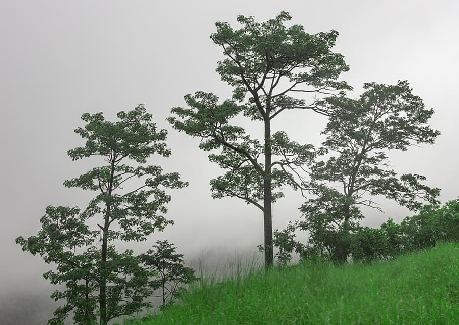 ಗಾಳಿಗೆ ತೂಗಾಡುವ ಮರಗಳು
