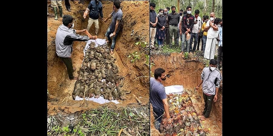 ಮಂಗಗಳ ಕಾಟಕ್ಕೆ ರೈತರು ಕಂಗಾಲು: ಸಂಕಷ್ಟಕ್ಕೆ ಸಿಲುಕಿದವರಿಗೆ ಪರಿಹಾರ ನೀಡಲು ಜಿಲ್ಲಾಡಳಿತ ಮಂಡಳಿ ಚಿಂತನೆ