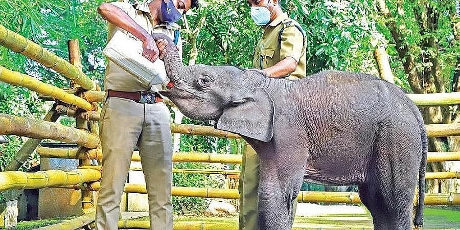 ಕಾಲುವೆಯಲ್ಲಿ ಮುಳುಗಿಹೋಗುತ್ತಿದ್ದ 8 ತಿಂಗಳ ಮರಿಯಾನೆ ಕಣ್ಣನ್ ಈಗ ಪ್ರವಾಸಿಗರ ಕಣ್ಮಣಿ