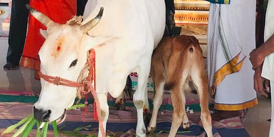 ಗೋವನ್ನು 'ರಾಷ್ಟ್ರೀಯ ಪ್ರಾಣಿ' ಎಂದು ಘೋಷಿಸಬೇಕು, ಗೋಮಾಂಸ ಭಕ್ಷಣೆ ಮೂಲಭೂತ ಹಕ್ಕಲ್ಲ: ಅಲಹಾಬಾದ್ ಹೈಕೋರ್ಟ್