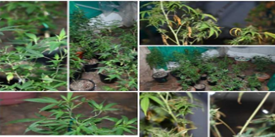 ಬೆಂಗಳೂರು: ಸಿಸಿಬಿ ಪೊಲೀಸರಿಂದ ಭಾರಿ ಪ್ರಮಾಣದ ಗಾಂಜಾ ವಶ
