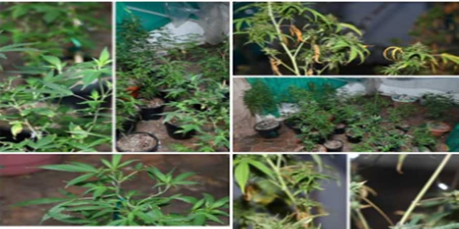 ಬೆಂಗಳೂರು: ಸಿಸಿಬಿ ಪೊಲೀಸರಿಂದ ಭಾರಿ ಪ್ರಮಾಣದ ಗಾಂಜಾ ವಶ