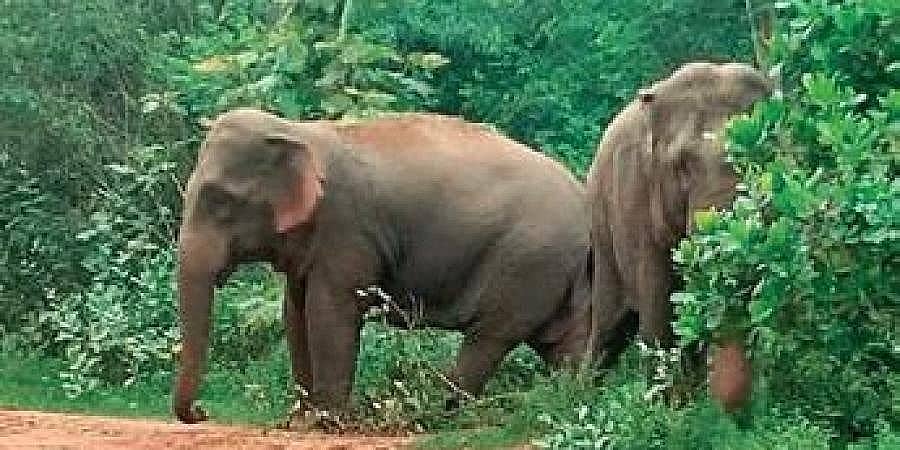 ಆನೆಗಳನ್ನು ಆತಂಕವಾದಿಯಂತೆ ಬಿಂಬಿಸಬೇಡಿ: ಹಿಂದಿ ಮಾಧ್ಯಮಗಳಿಗೆ ಪರಿಸರ ಮತ್ತು ಅರಣ್ಯ ಇಲಾಖೆ ಸೂಚನೆ