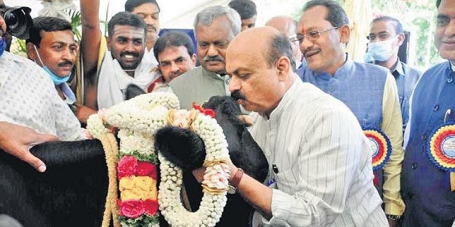 ಕೆಎಂಎಫ್'ಗೆ ಗೋಶಾಲೆ ನಿರ್ವಹಣೆ ಜವಾಬ್ದಾರಿ ನೀಡಿದ ರಾಜ್ಯ ಸರ್ಕಾರ!