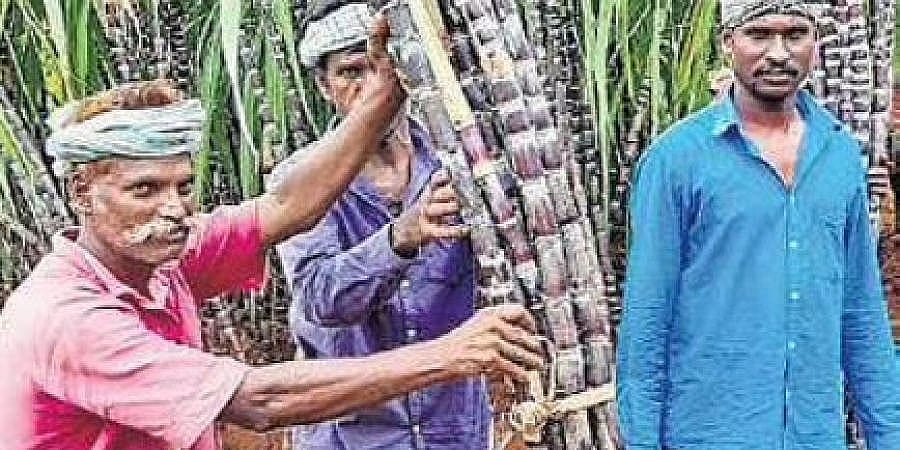 ಕಬ್ಬು ಎಫ್ಆರ್'ಪಿ ಅವೈಜ್ಞಾನಿಕವಾಗಿದ್ದು, ಮರುಪರಿಶೀಲನೆ ನಡೆಸಿ: ಸರ್ಕಾರಕ್ಕೆ ಕಬ್ಬು ಬೆಳೆಗಾರರ ಸಂಘ ಆಗ್ರಹ