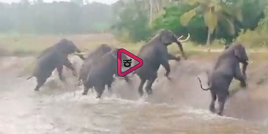 ಜನರ ಕಲ್ಲೇಟಿಗೆ ಹೆದರಿ ನಾಲೆಗಿಳಿದು ಪರದಾಡಿದ ಕಾಡಾನೆಗಳು, ಅಧಿಕಾರಿಗಳ ಸಮಯ ಪ್ರಜ್ಞೆಯಿಂದ ಪಾರು