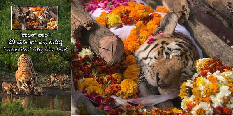 'ಕಾಲರ್ ವಾಲಿ': 29 ಮರಿಗಳಿಗೆ ಜನ್ಮ ನೀಡಿದ್ದ 'ಮಹಾತಾಯಿ' ಹೆಣ್ಣು ಹುಲಿ ನಿಧನ