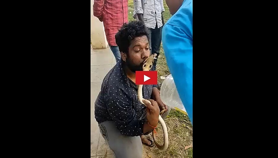 ಶಿವಮೊಗ್ಗ: ನಾಗರ ಹಾವಿಗೆ ಮುತ್ತಿಡಲು ಹೋದ ಯುವಕ, ಮುಂದೆ ಆಗಿದ್ದೇನು? ಈ ವಿಡಿಯೋ ನೋಡಿ!