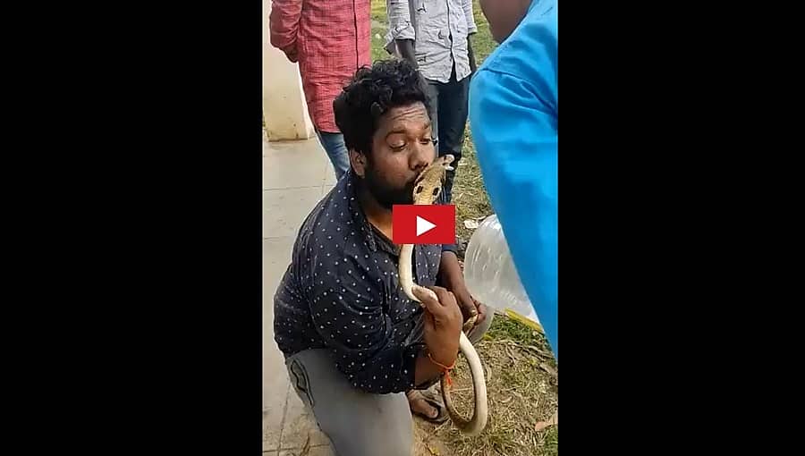 ಶಿವಮೊಗ್ಗ: ನಾಗರ ಹಾವಿಗೆ ಮುತ್ತಿಡಲು ಹೋದ ಯುವಕ, ಮುಂದೆ ಆಗಿದ್ದೇನು? ಈ ವಿಡಿಯೋ ನೋಡಿ!