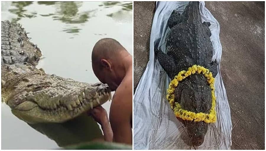 ಕಾಸರಗೋಡು: ಸರೋವರ ಕ್ಷೇತ್ರ ಅನಂತಪುರದ ‘ದೇವರ ಮೊಸಳೆ’ ಬಬಿಯಾ ನಿಧನ