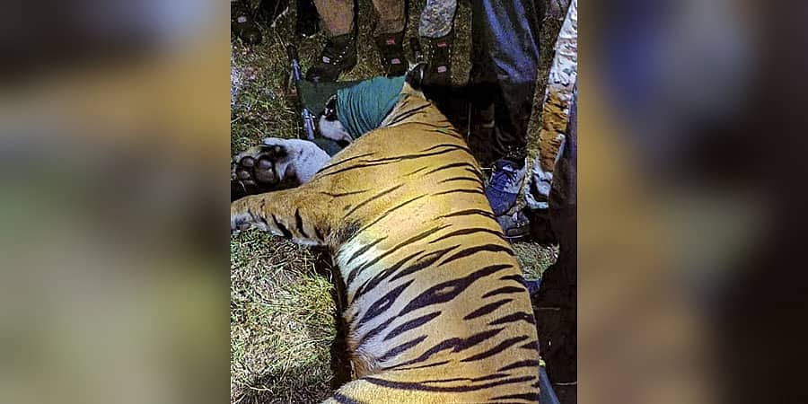 ಮಹಾರಾಷ್ಟ್ರ: 13 ಜನರನ್ನು ಕೊಂದಿದ್ದ ನರಭಕ್ಷಕ ಹುಲಿ ಕೊನೆಗೂ ಸೆರೆ