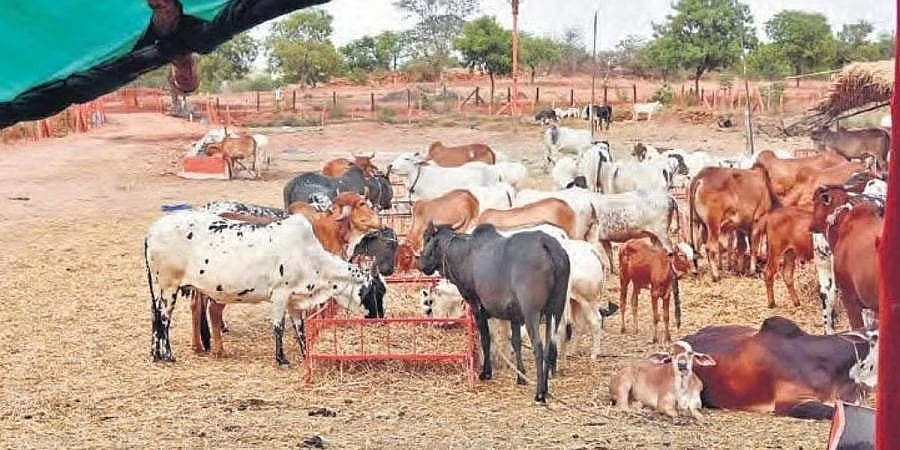 ಪುಣ್ಯಕೋಟಿ ದತ್ತು ಯೋಜನೆ: ಸರ್ಕಾರಿ ನೌಕರರಿಂದ 80 ಕೋಟಿ ರೂ. ದೇಣಿಗೆ