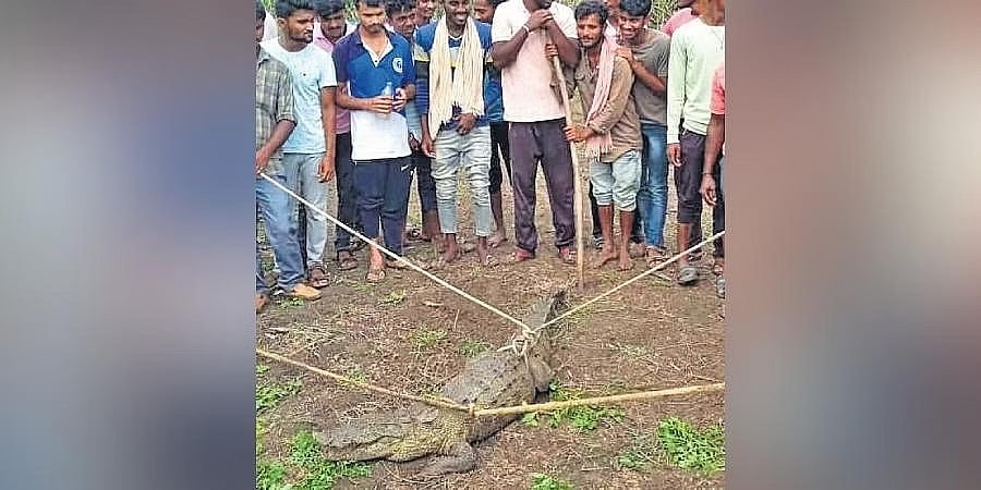 ಬೆಳಗಾವಿ: ಆರು ಅಡಿ ಉದ್ದದ ಮೊಸಳೆ ಸೆರೆ ಹಿಡಿದ ಗ್ರಾಮಸ್ಥರು