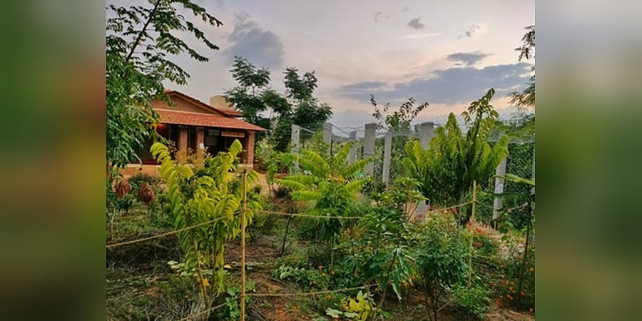 ಬೆಂಗಳೂರು ದಂಪತಿಯ ಅರಳಿದ ಕನಸು ಈ 'ವೃಕ್ಷವನಂ'